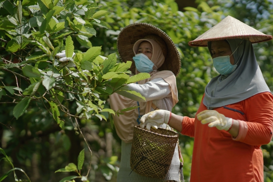 Two Indonesian women harvest kratom leaves.