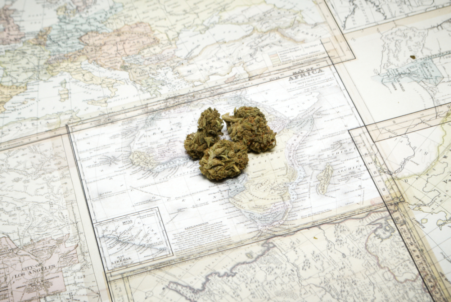 Cannabis buds on a map of Africa.